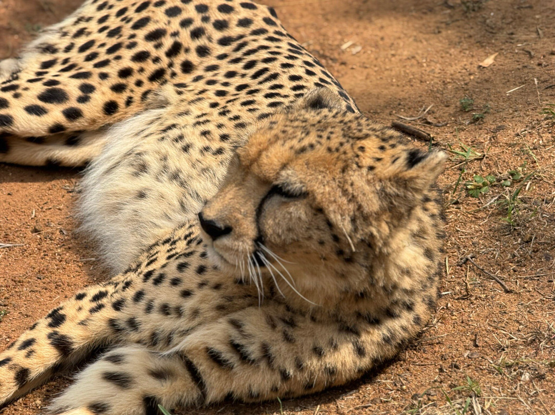 Ukutula Conservation Center-Brits必去景点