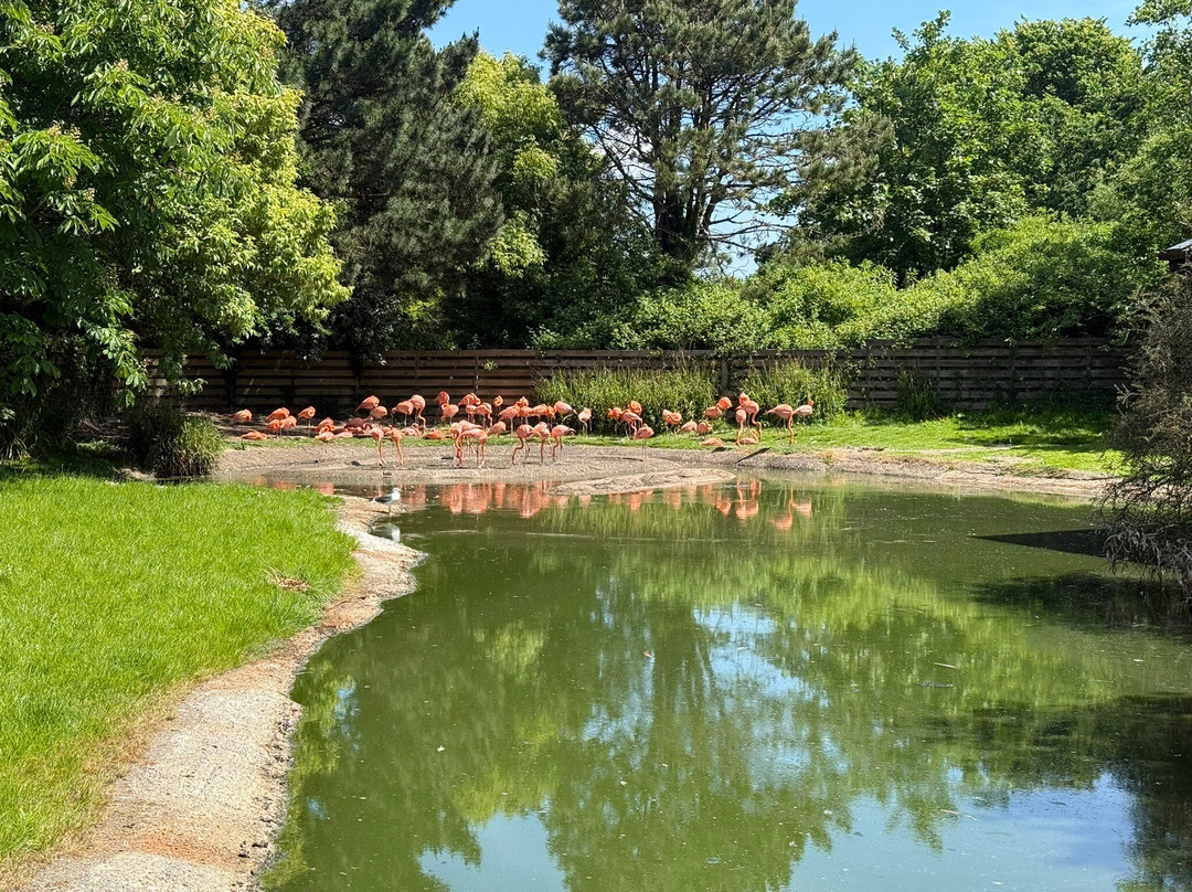 WWT Llanelli Wetland Centre景点图片