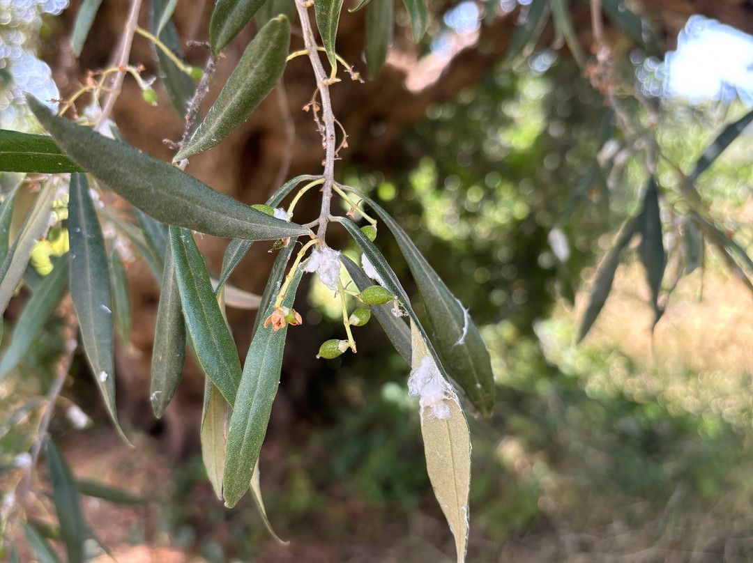 Ben Olive Mill-卡拉马塔必去景点
