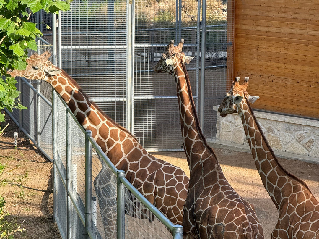 San Antonio Zoo-圣安东尼奥市必去景点