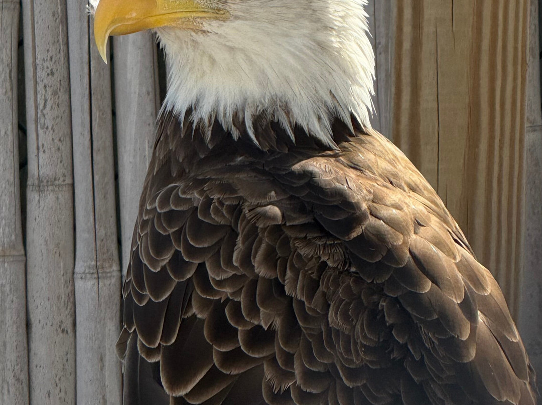 Seaside Seabird Sanctuary-Indian Shores必去景点