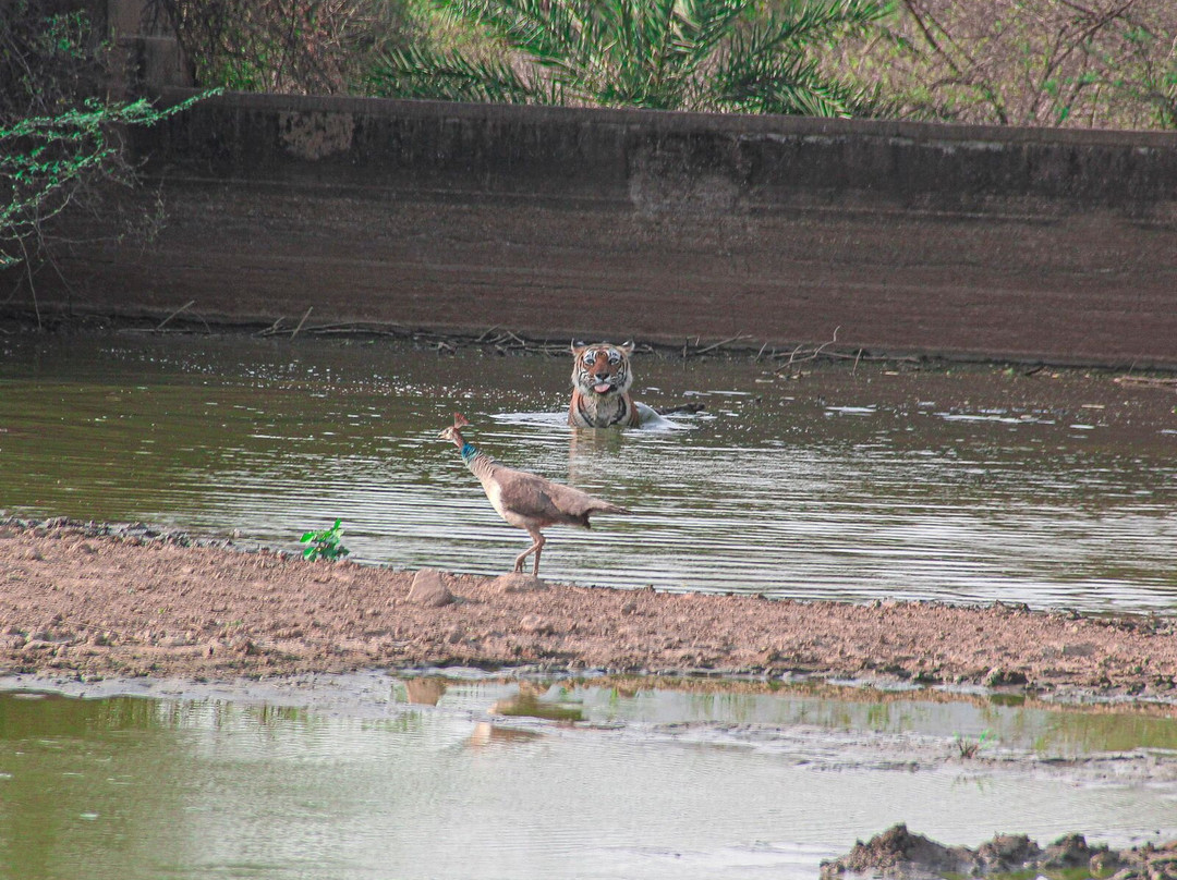 Jungle Safari Tours-Sariska必去景点