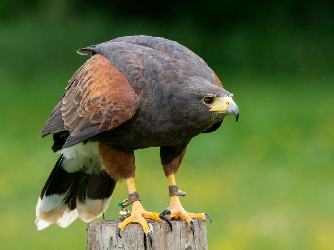 Mercer Falconry Raptor Park-Farnsfield必去景点