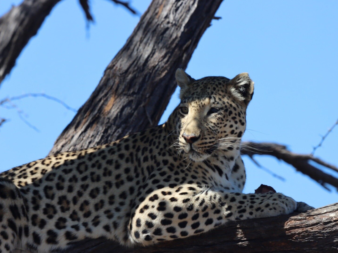 Harnas Wildlife Foundation-Gobabis必去景点