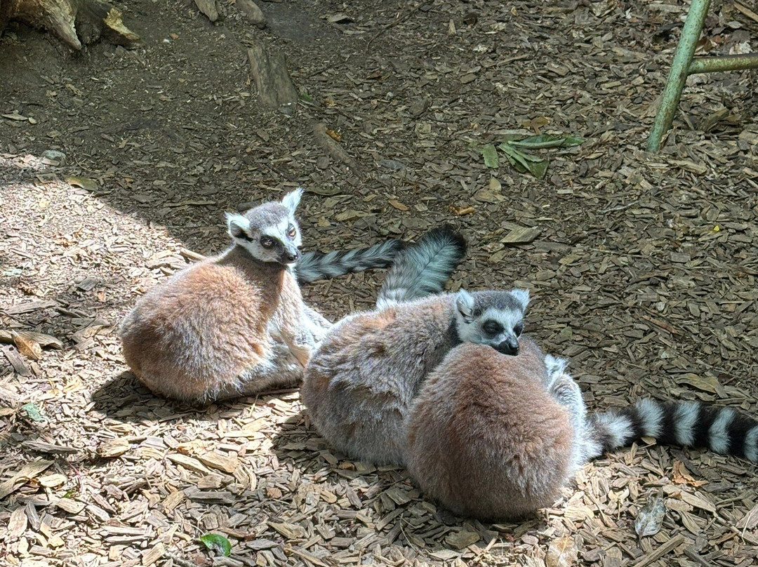 Parc Zoologique Cerza景点图片