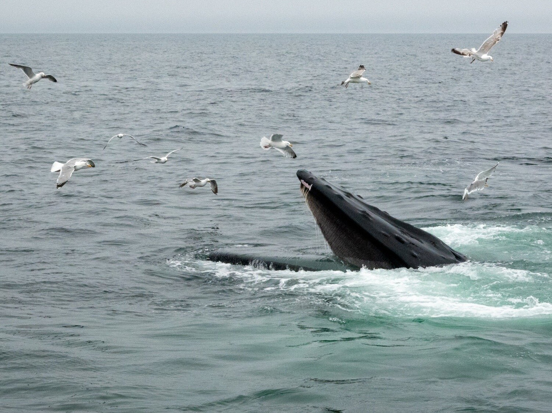 Provincetown Whale Watch-普罗温斯敦必去景点