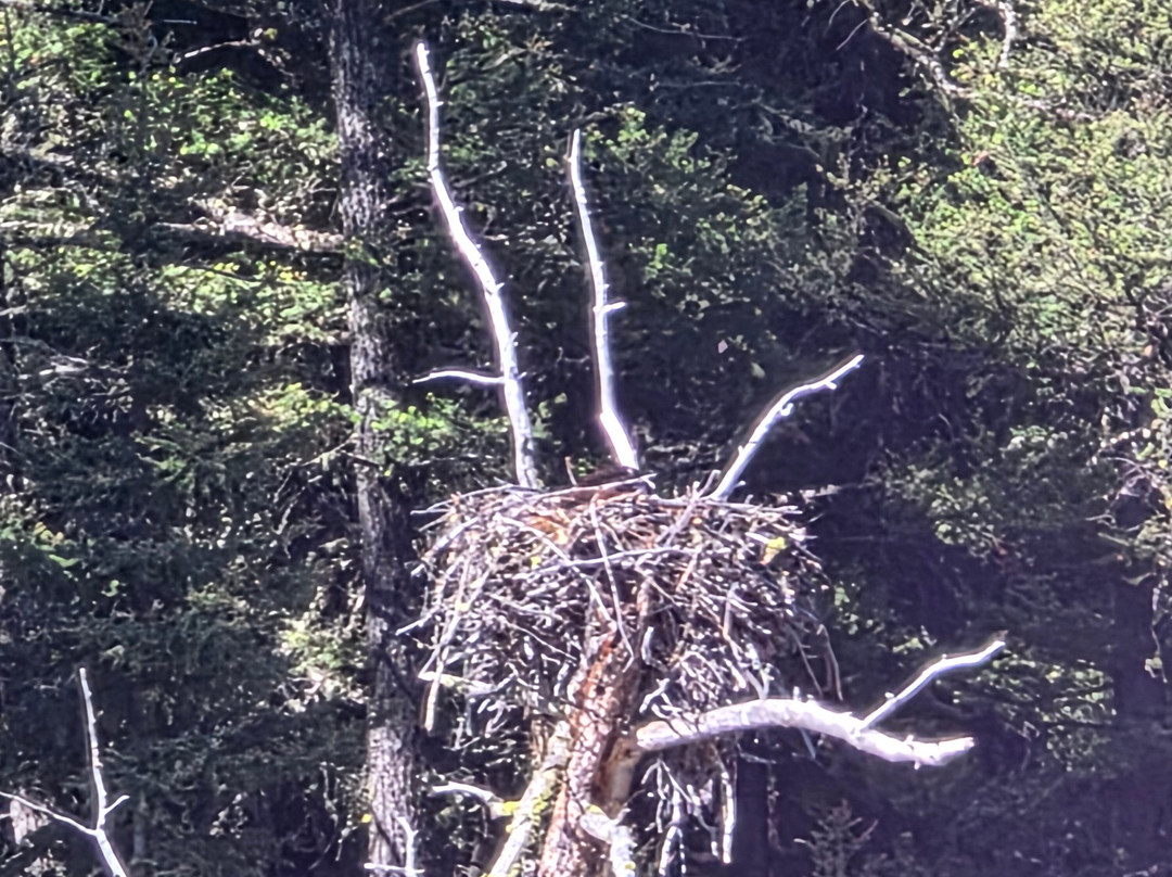 Wild Serenity Wildlife Tours-西黄石镇必去景点