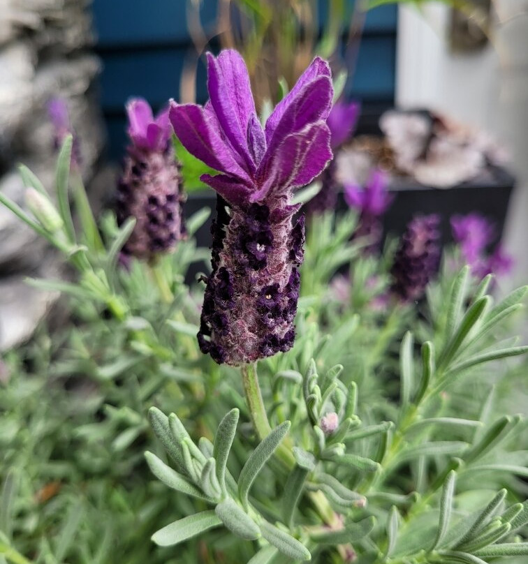 Seafoam Lavender Company and Gardens-Seafoam必去景点