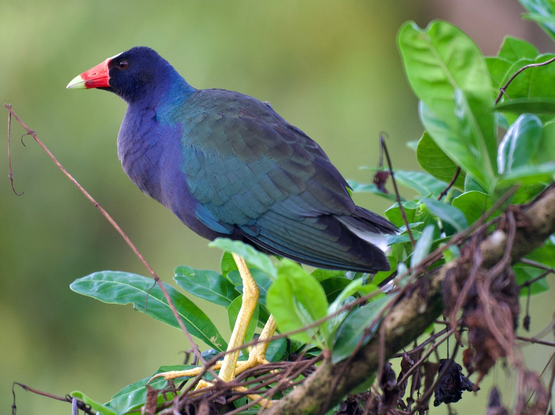 Osa Birders Tours-Puerto Jimenes必去景点