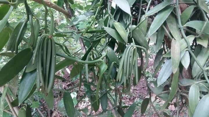 The Hill Kidichi Spice Farm-桑给巴尔岛必去景点