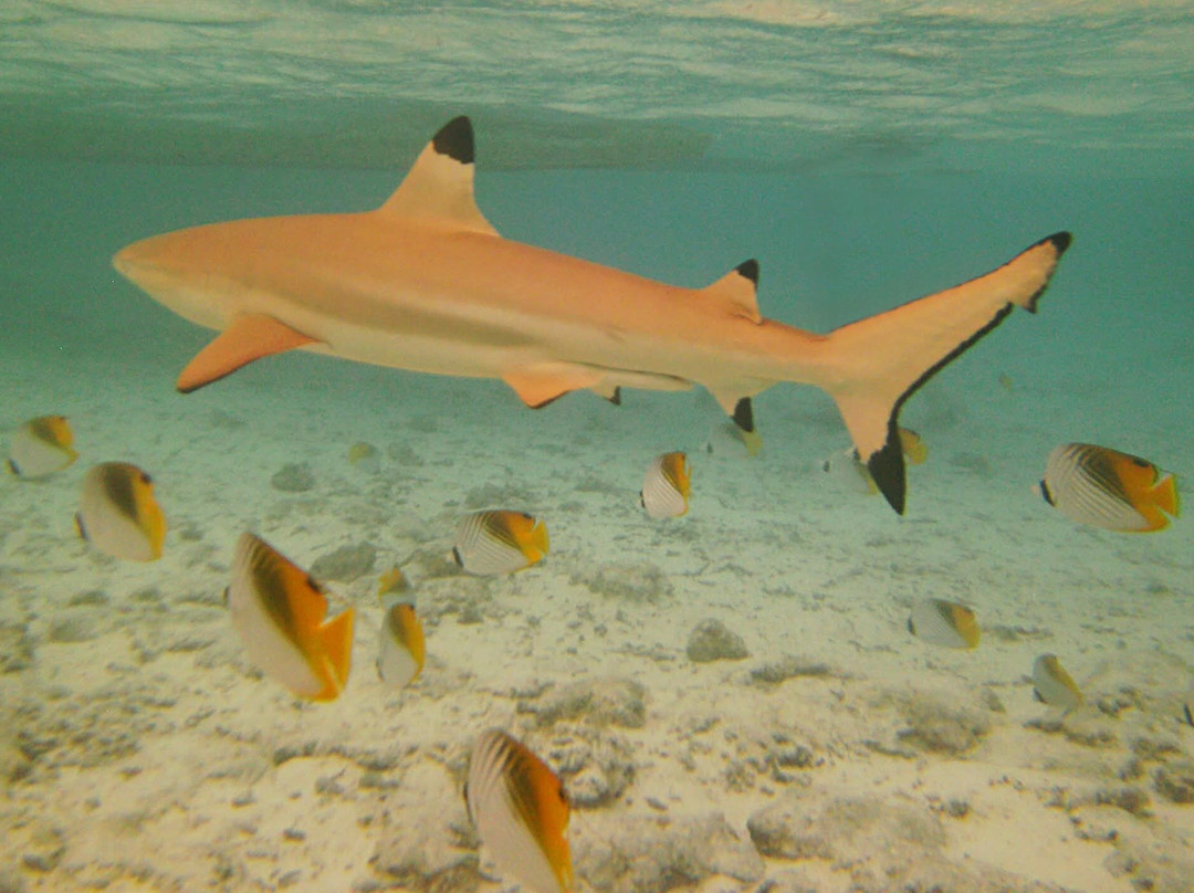 Bora Bora Onoku Services-瓦伊塔佩必去景点