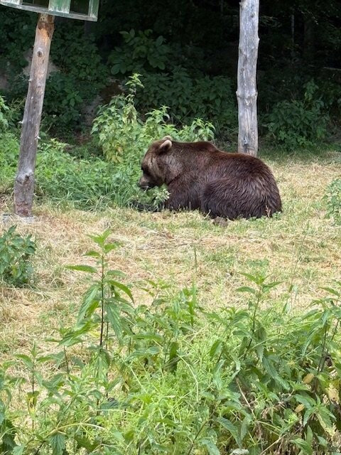 Barenwald Arbesbach-Arbesbach必去景点