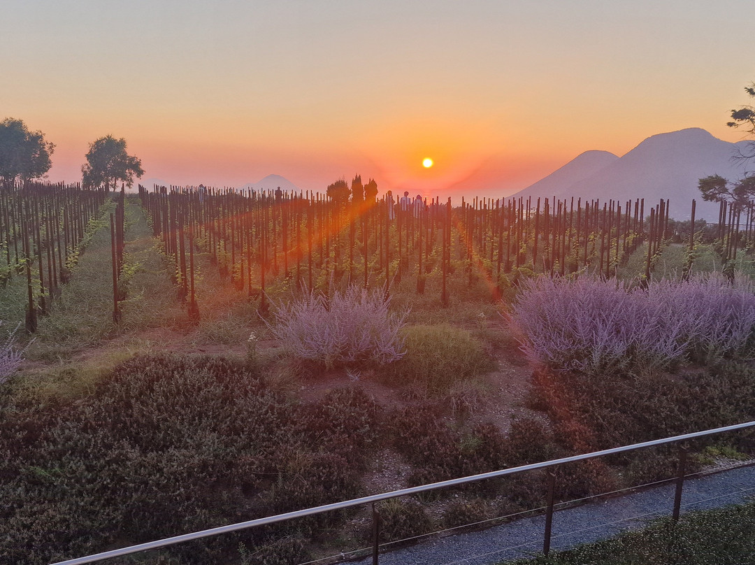 Tenuta Di Castellaro Winery-利帕里必去景点