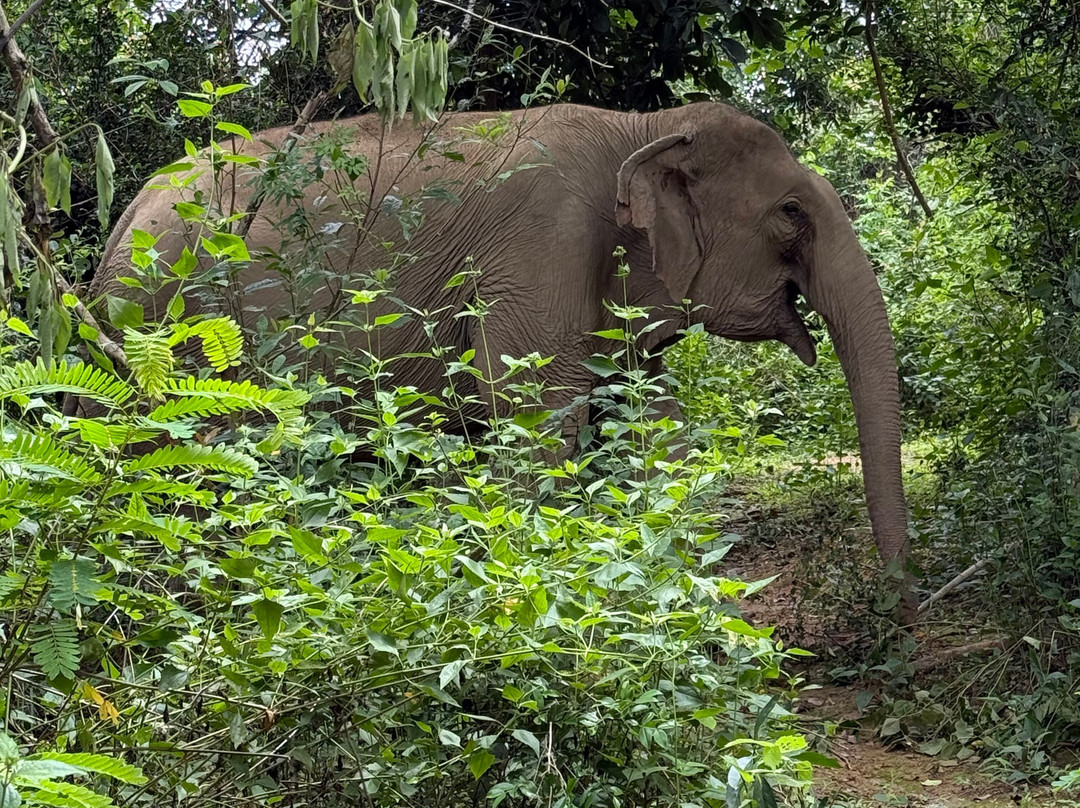 MandaLao Elephant Conservation-琅勃拉邦必去景点