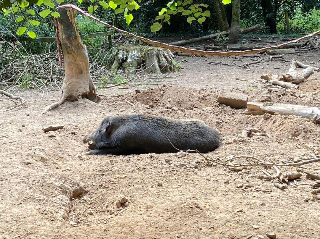 Wildwood Devon-Ottery St. Mary必去景点