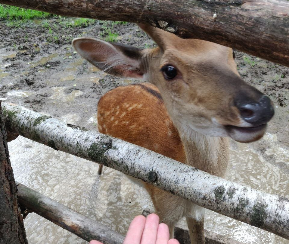 Koporye Eco-Trail-Balakhna必去景点