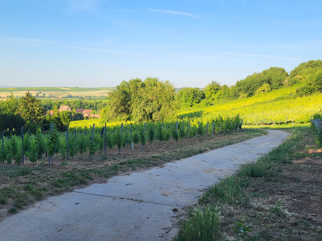 Weingut Reßler主图