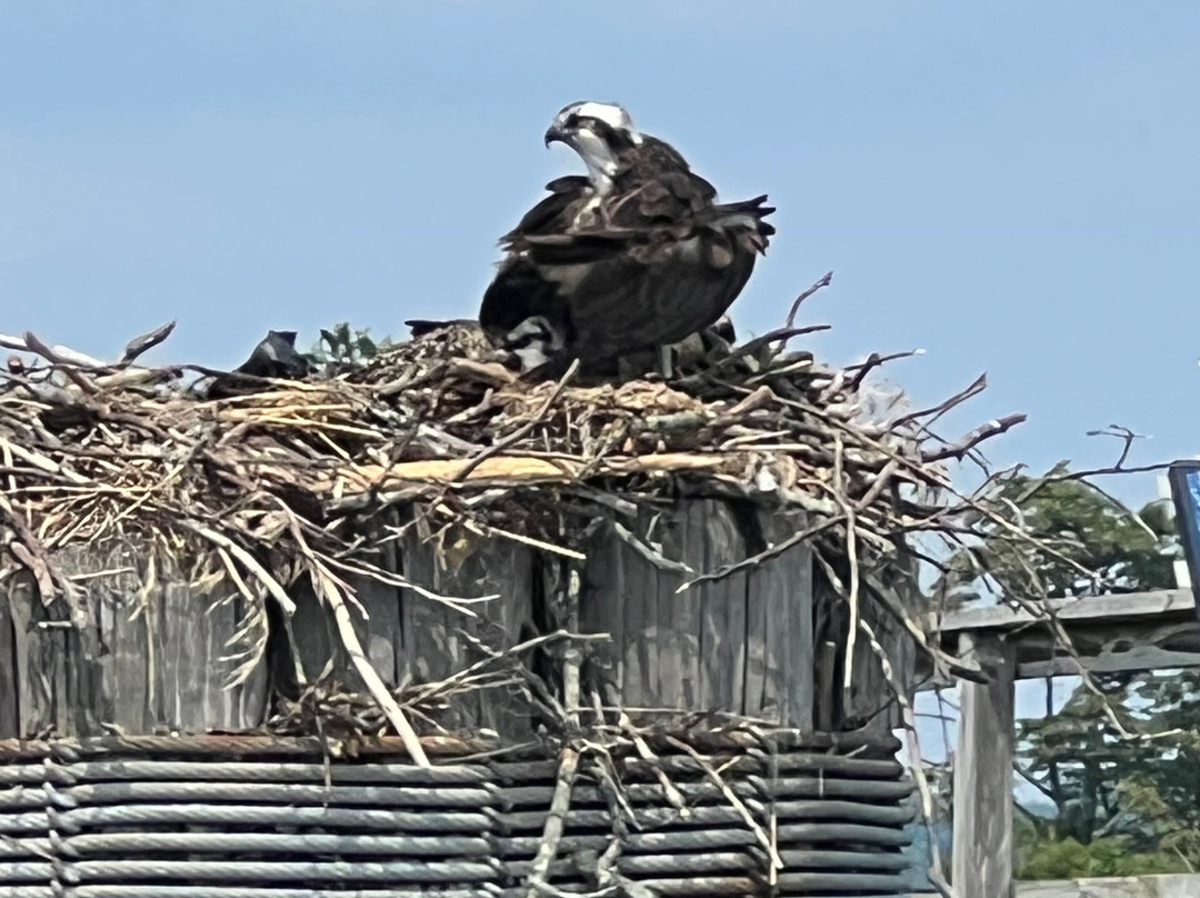 Sheffield Island Ferry-诺沃克必去景点