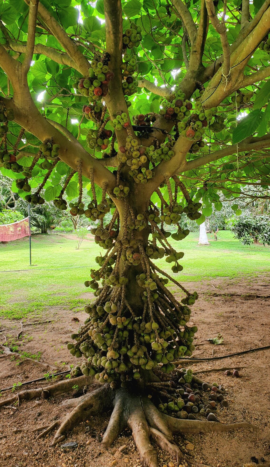The Mangifera-官方