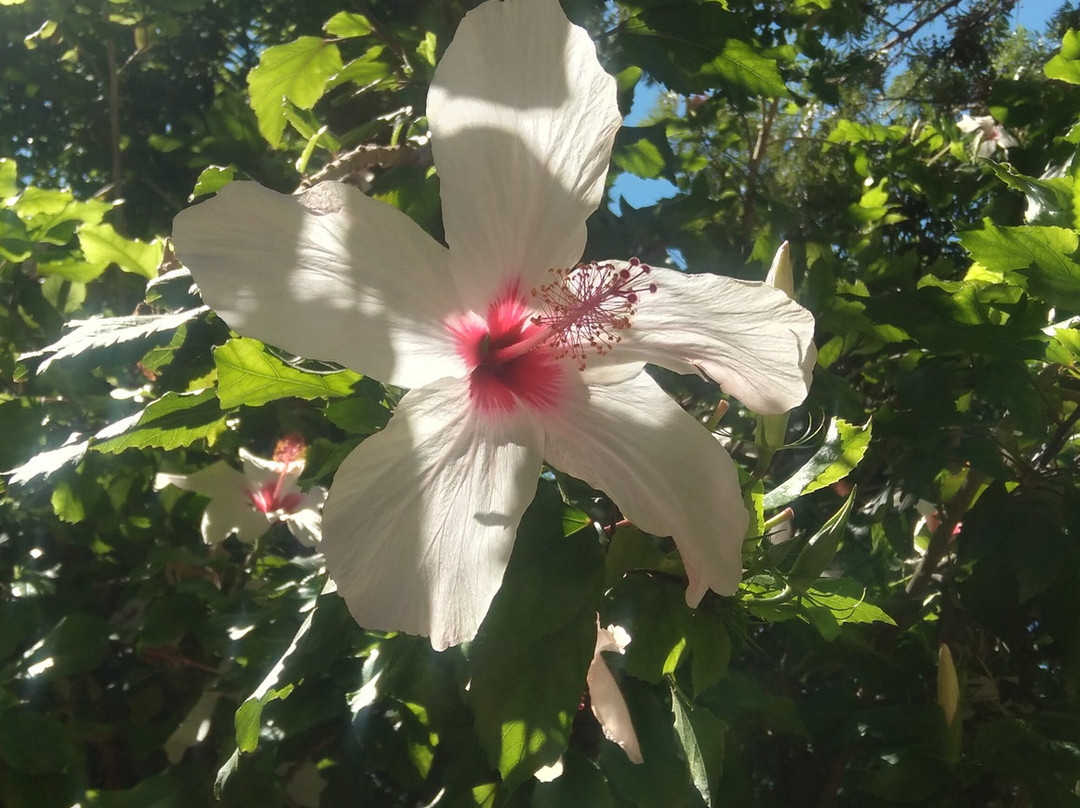 Jardim da Alameda João de Deus-法罗必去景点
