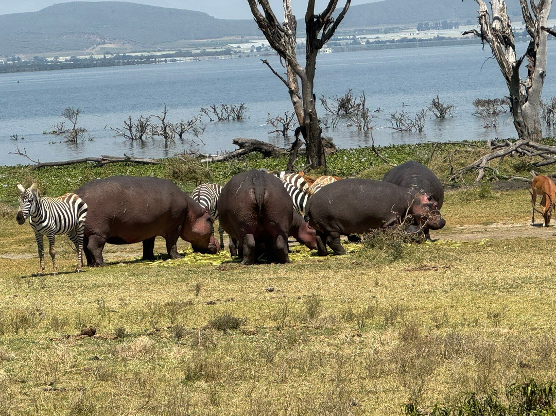 Safaris By Max-内罗毕必去景点