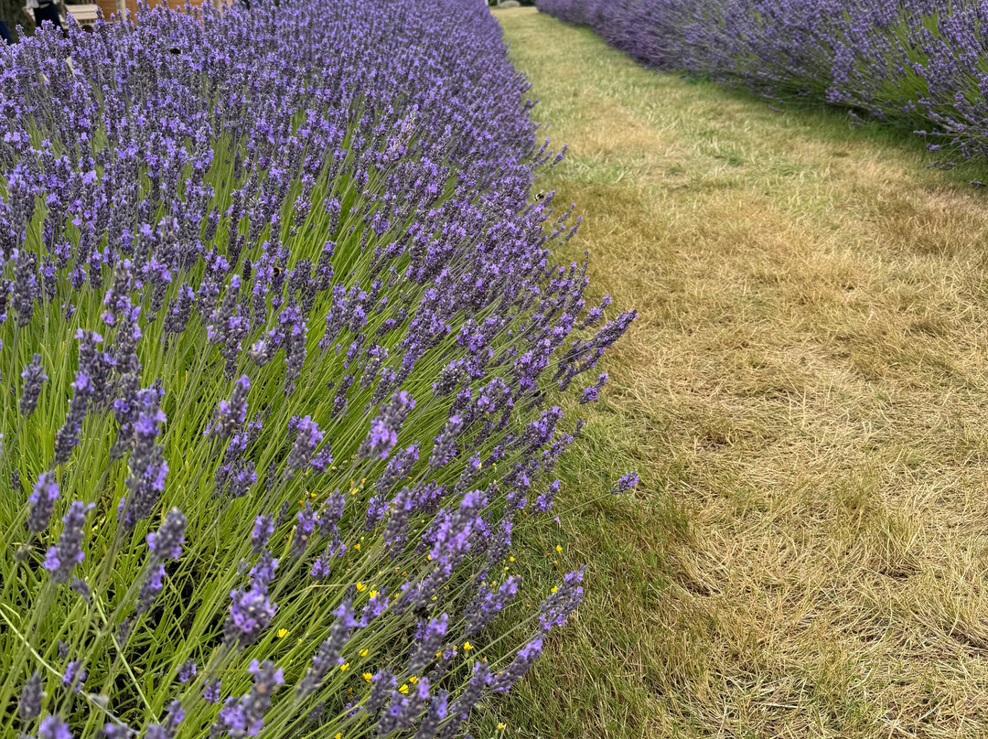 科茨沃尔德薰衣草-百老汇必去景点