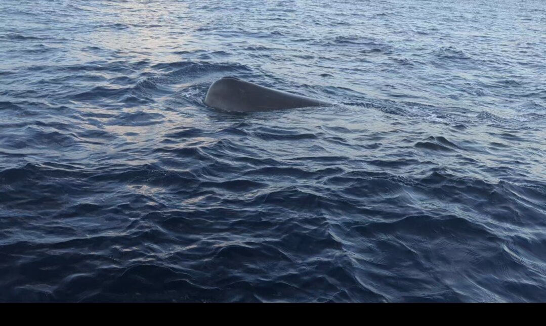 Sanary Aventure Marine-滨海萨纳里必去景点