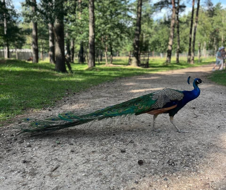 Animal Park-Baranovichi必去景点