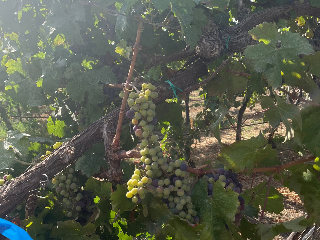 Cantina Ligios-La Muddizza必去景点