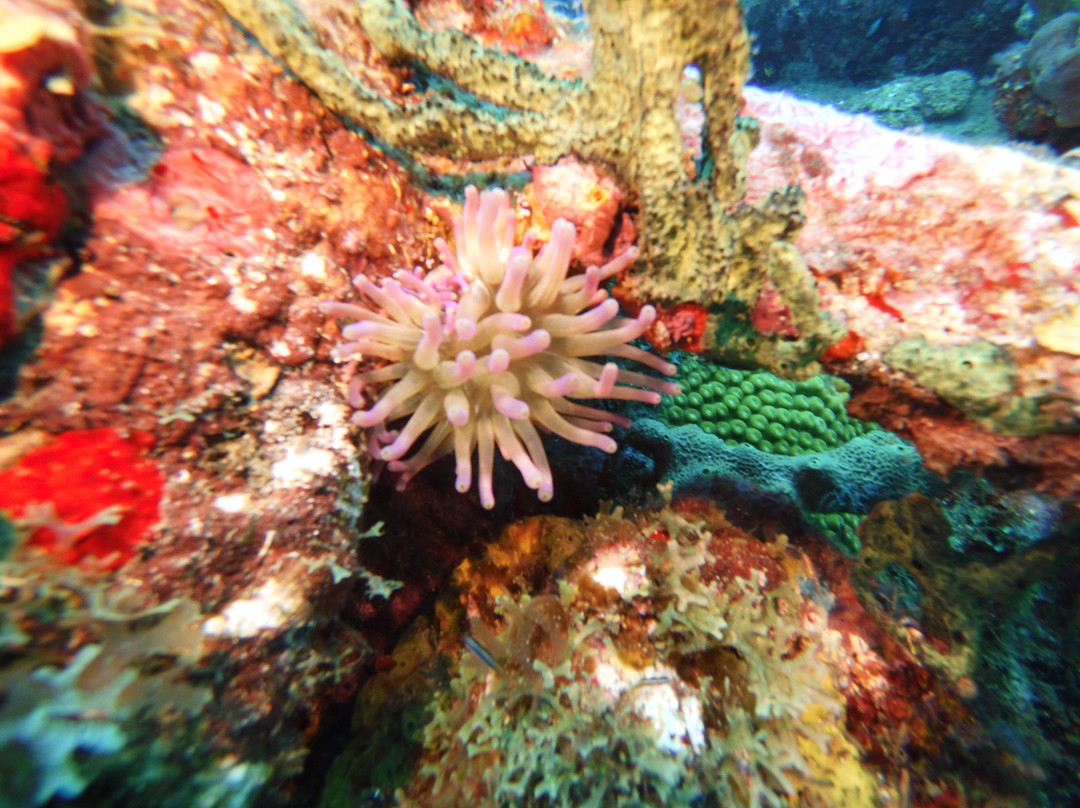 Statia Divers-Oranjestad必去景点