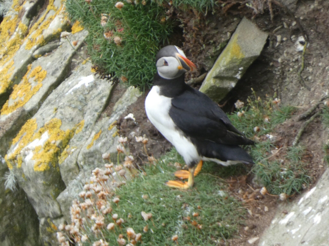 Shetland Explorer Tours-Lerwick必去景点