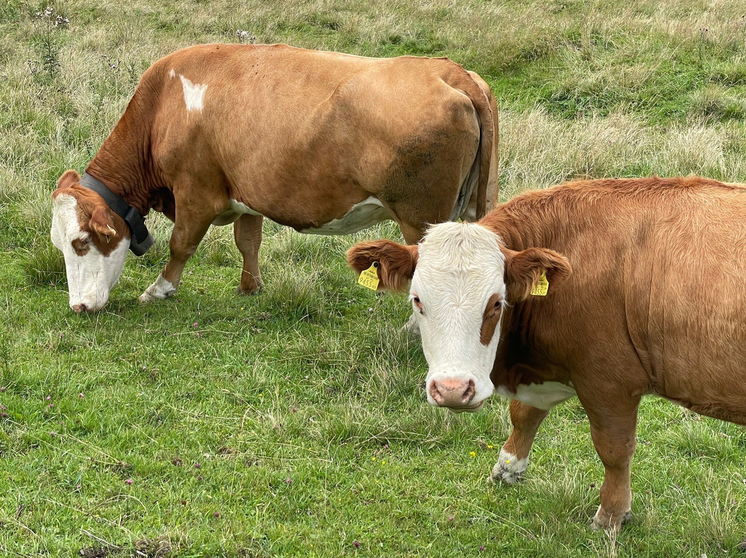 Embacher Berggolf-Embach必去景点