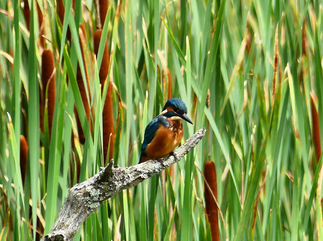 Warnham Local Nature Reserve-霍舍姆必去景点