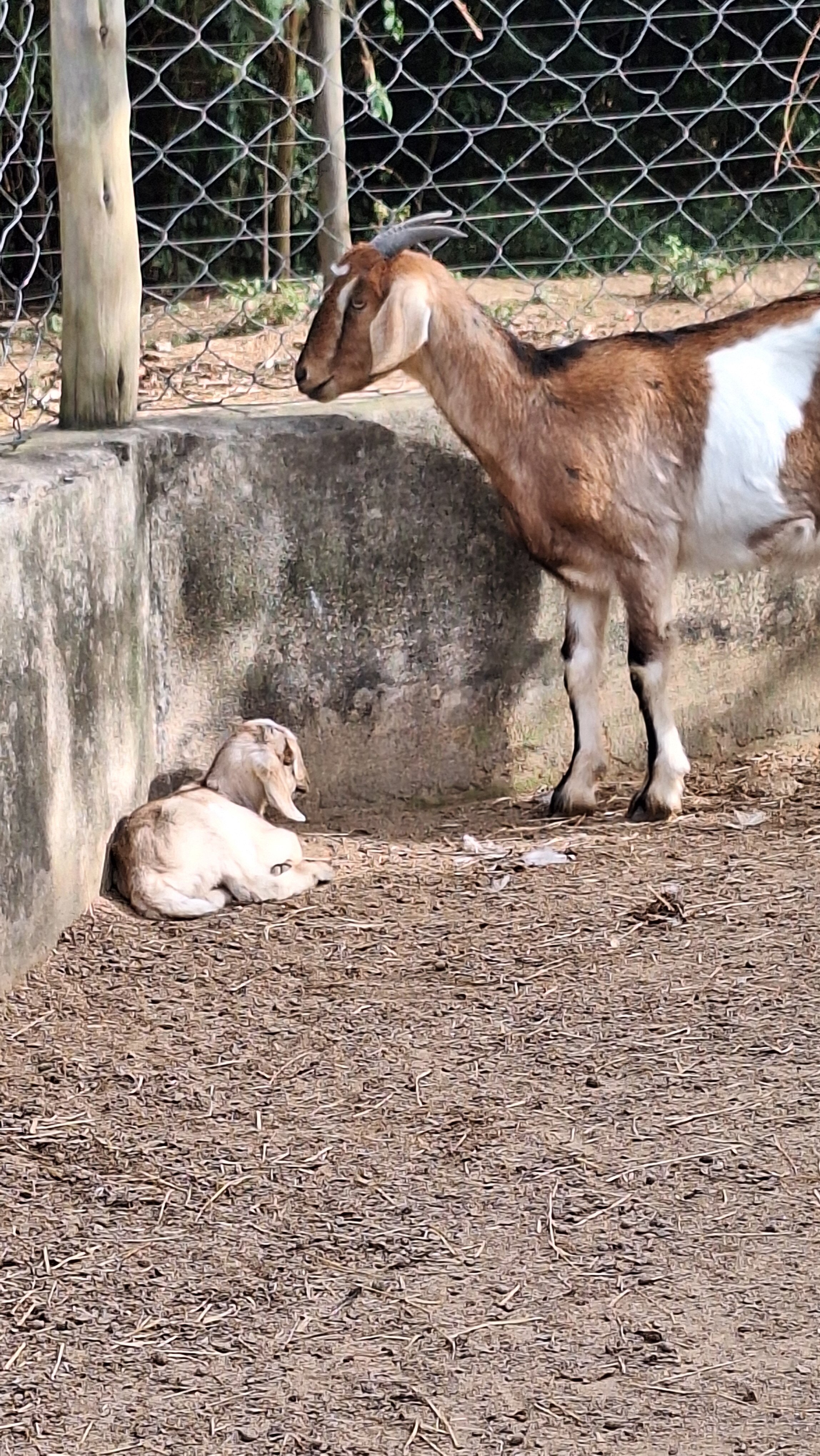 Hotel Fazenda Terra Dos Sonhos-家庭/游戏区