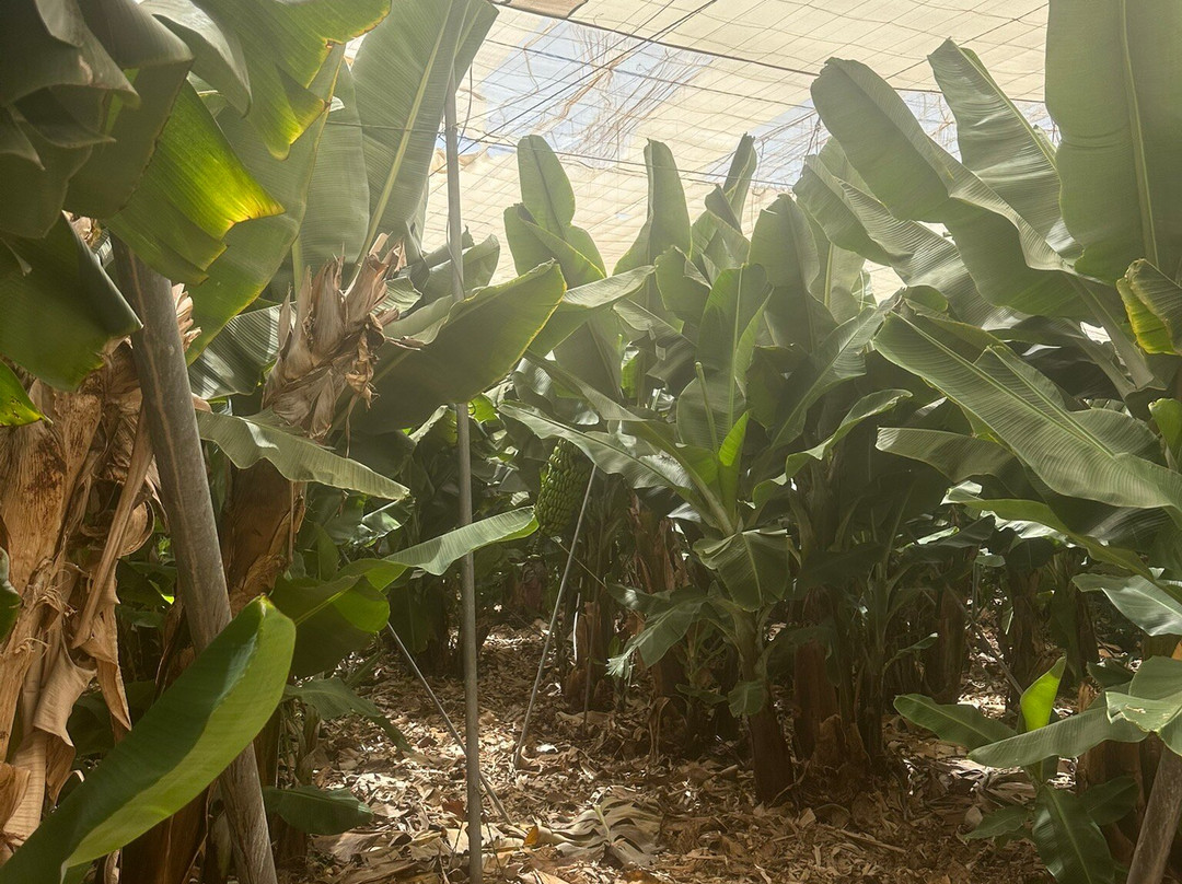 Casa Regina Tenerife主图