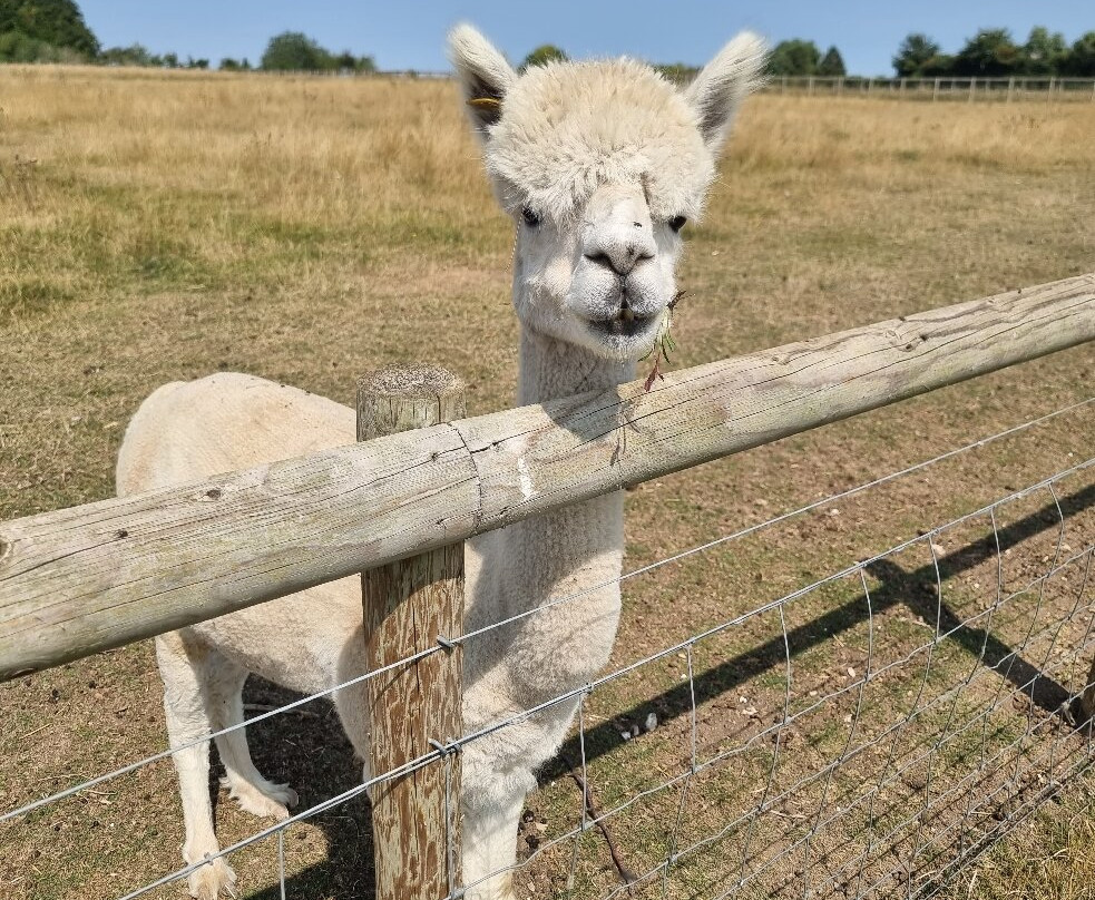 Cholderton Rare Breeds Farm-Cholderton必去景点