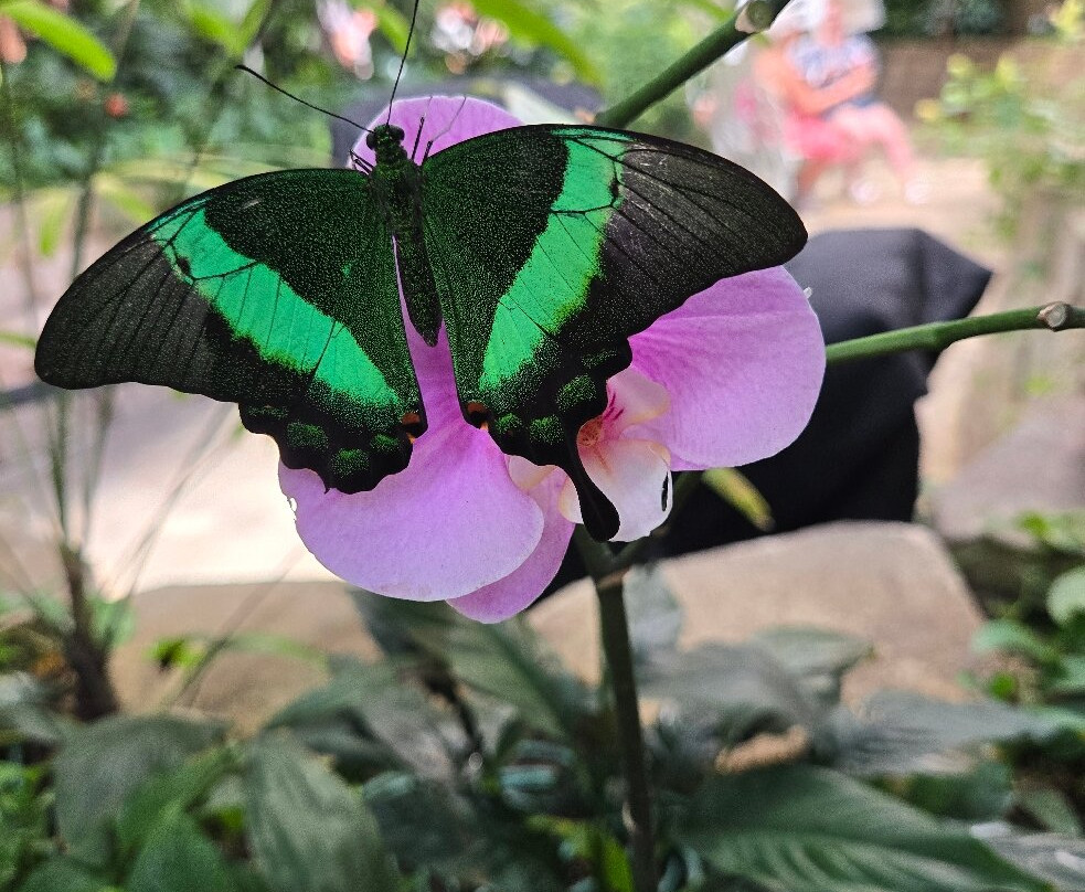 The Butterfly Palace-布兰森必去景点