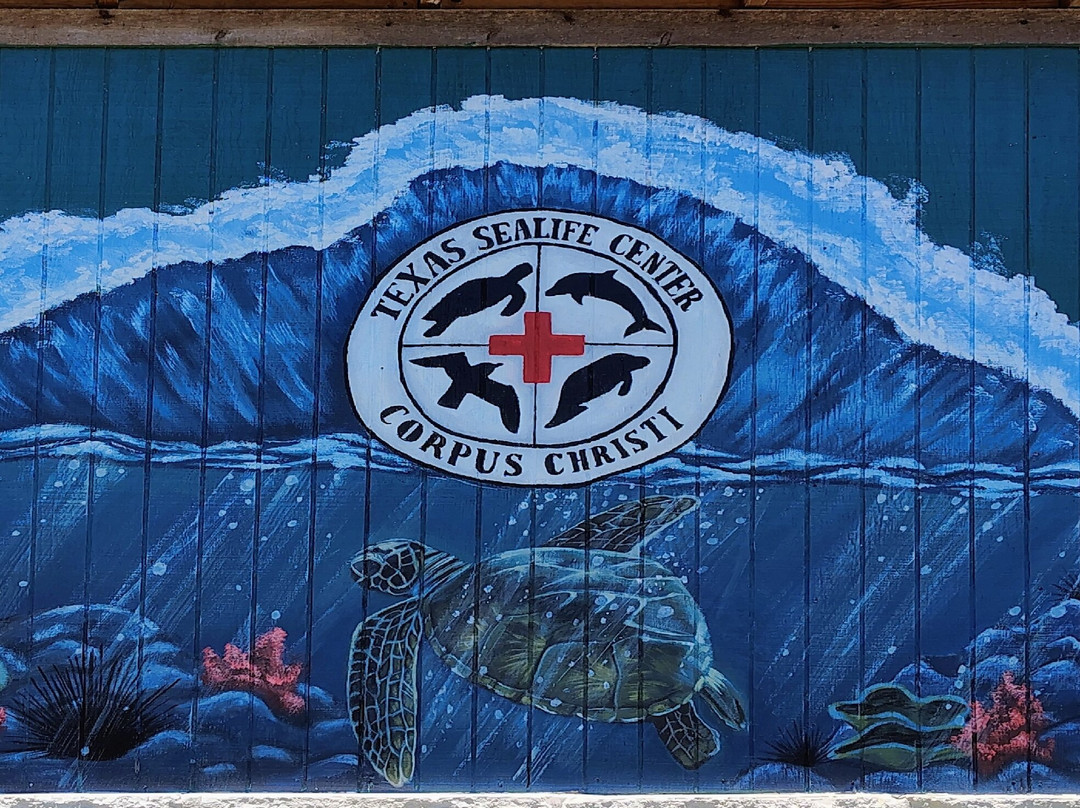 Texas Sealife Center-科珀斯克里斯蒂市必去景点