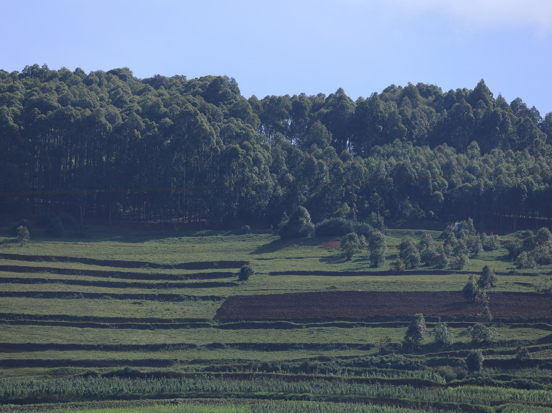 Taffie Safaris-坎帕拉必去景点
