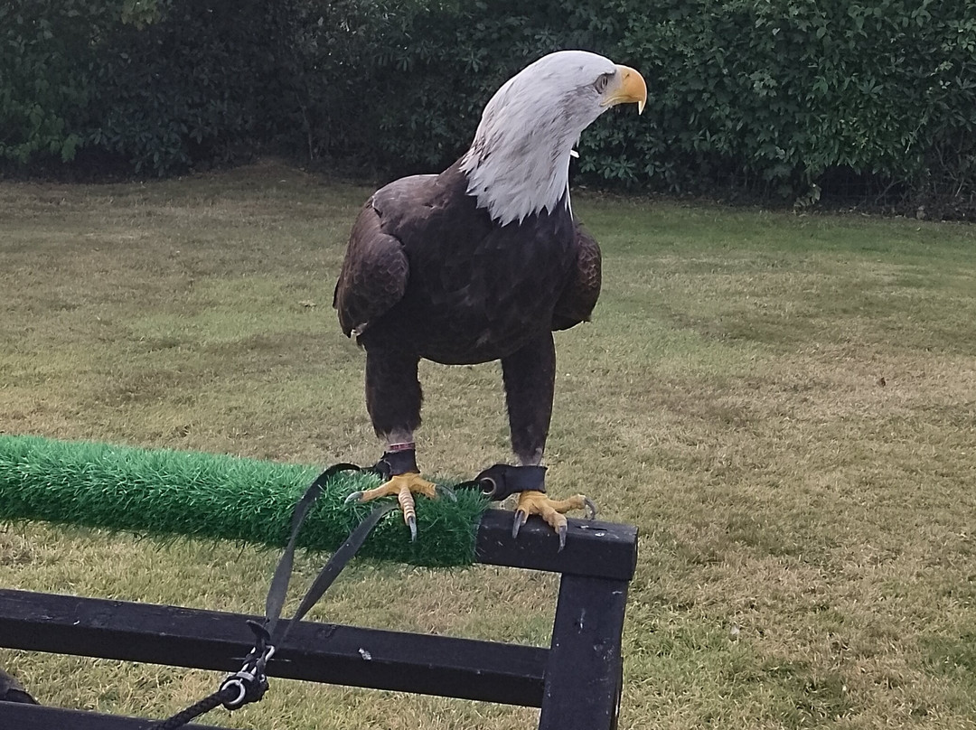 Falconry Experience Wales-Newtown必去景点