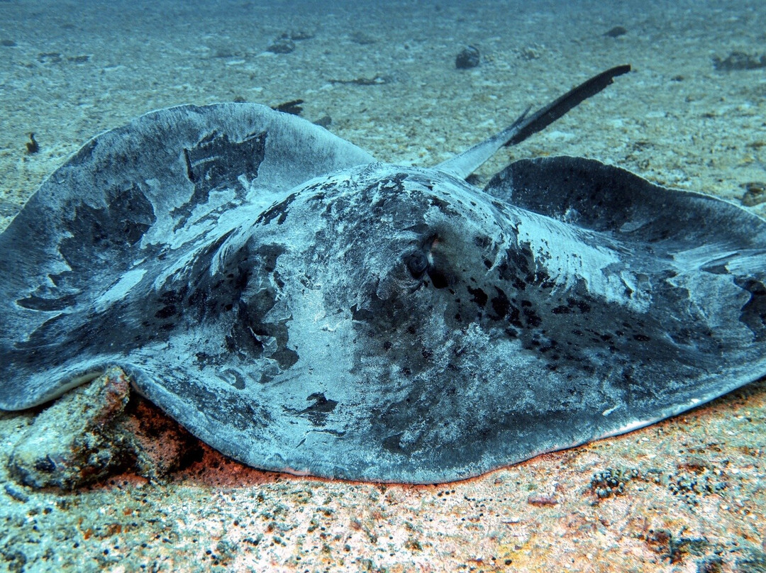 IDive Thudufushi-Thudufushi Island必去景点
