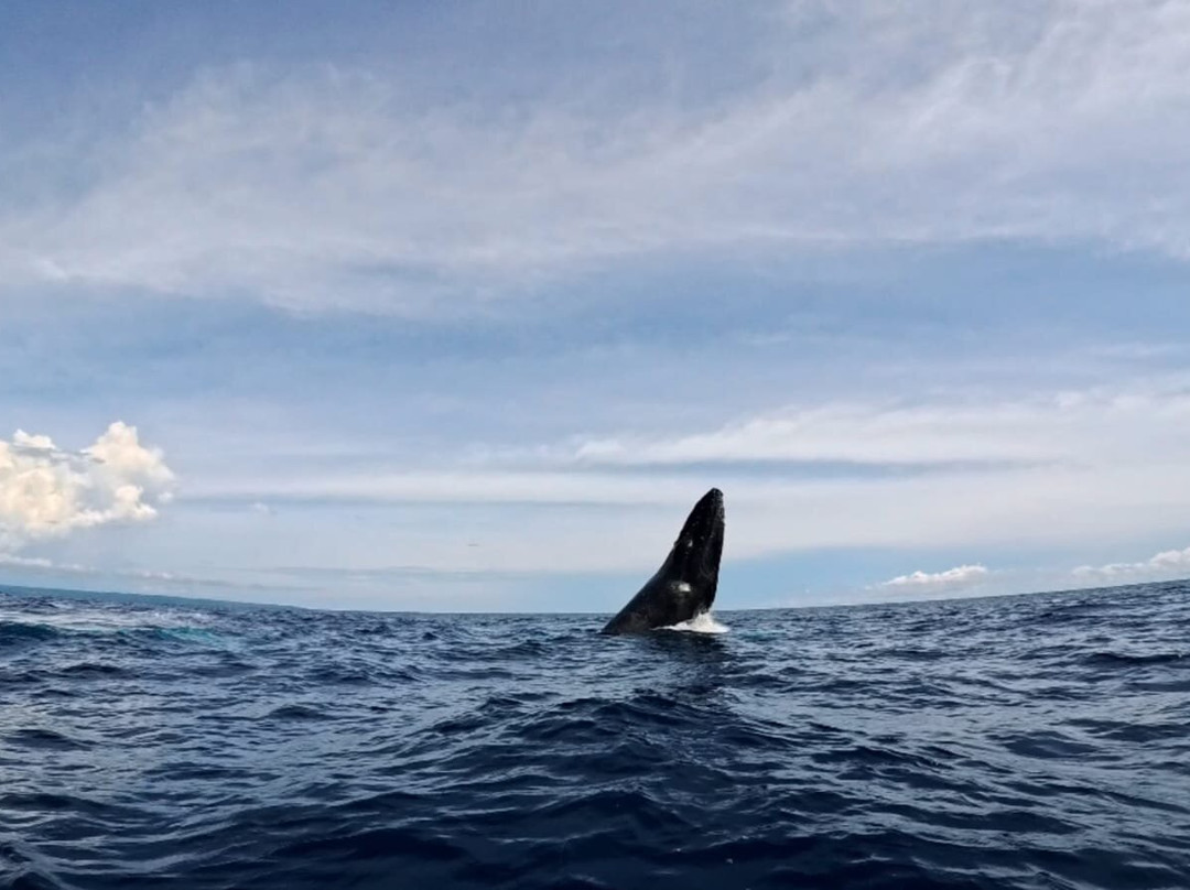 La Perla del Sur Adventures-Sierpe必去景点