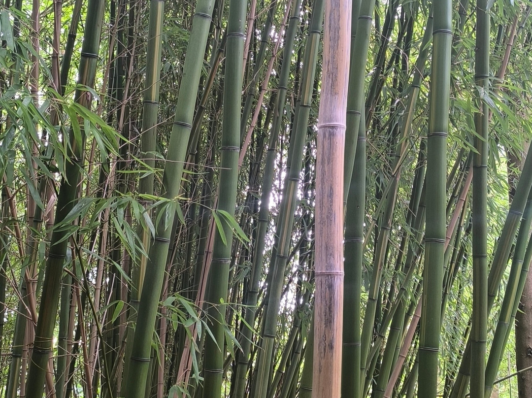 Jungle Garden-Eu必去景点