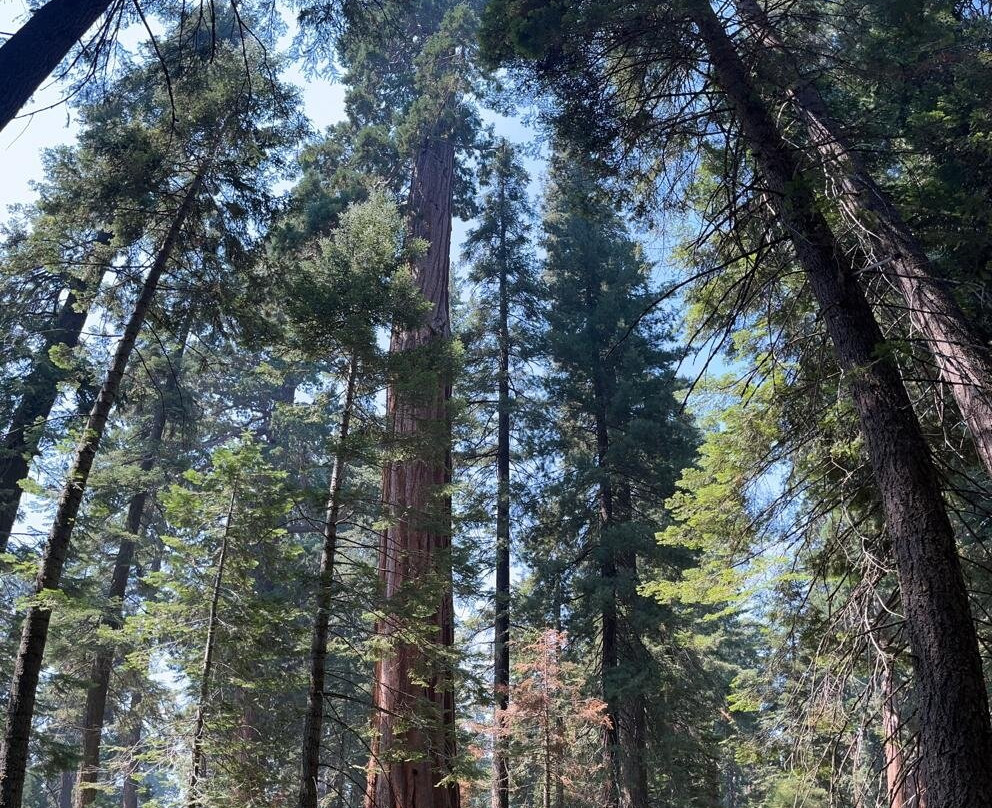 Giant Sequoia National Monument-维塞利亚必去景点