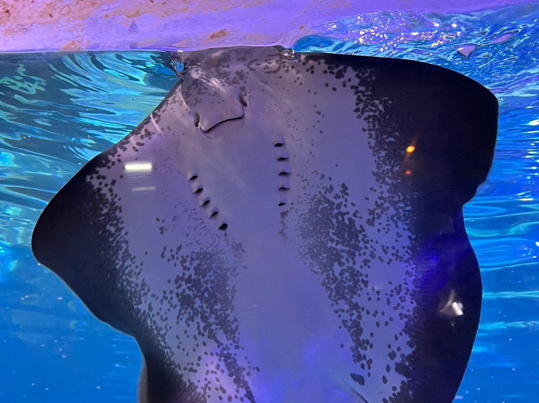 Hastings Aquarium-海斯廷斯必去景点
