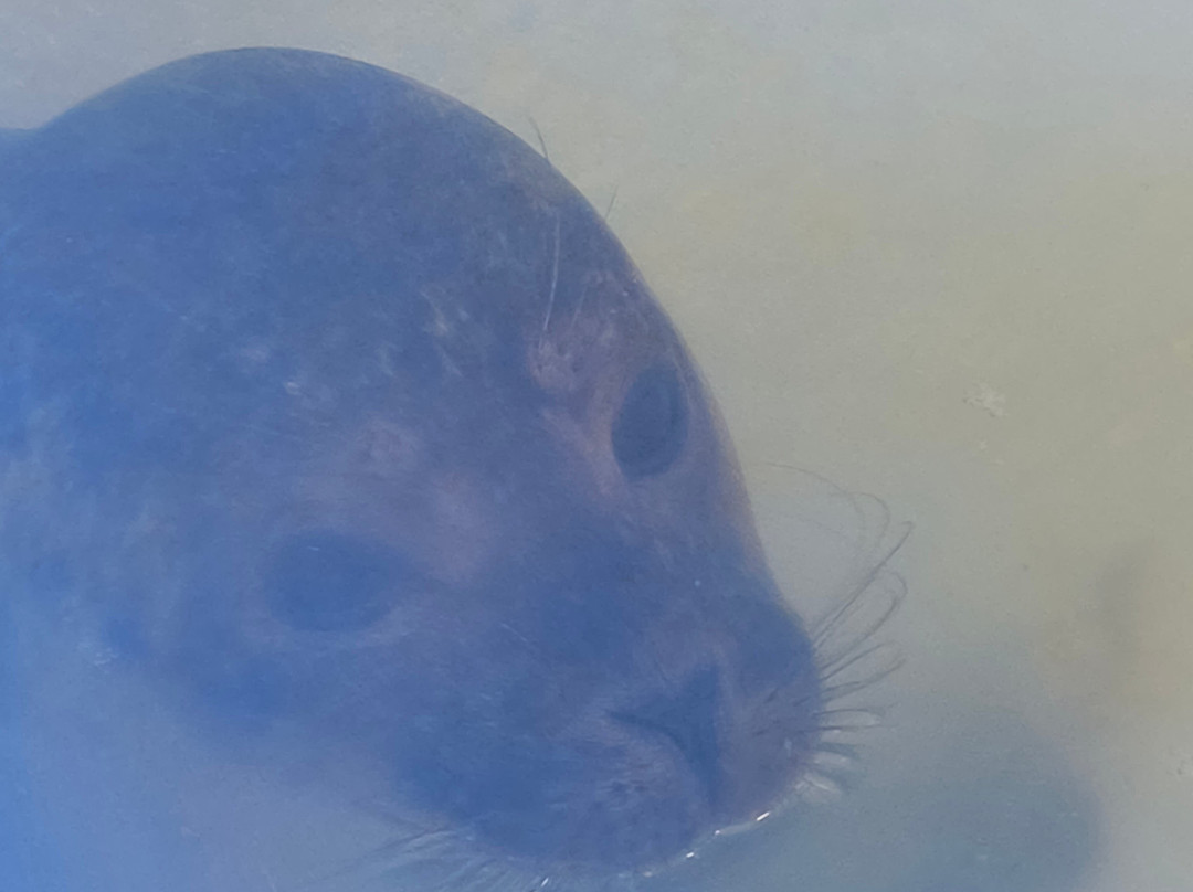 SEA LIFE Hunstanton-Hunstanton必去景点