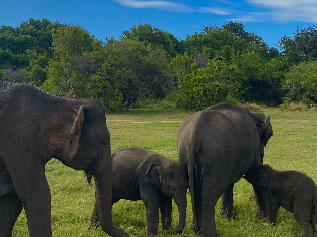 Lankan Wild Life Safari-哈巴拉娜必去景点