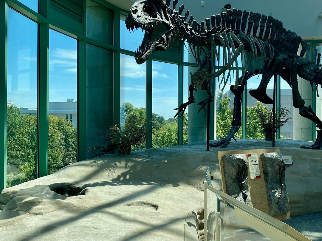 北卡罗来纳自然科学博物馆-罗利必去景点