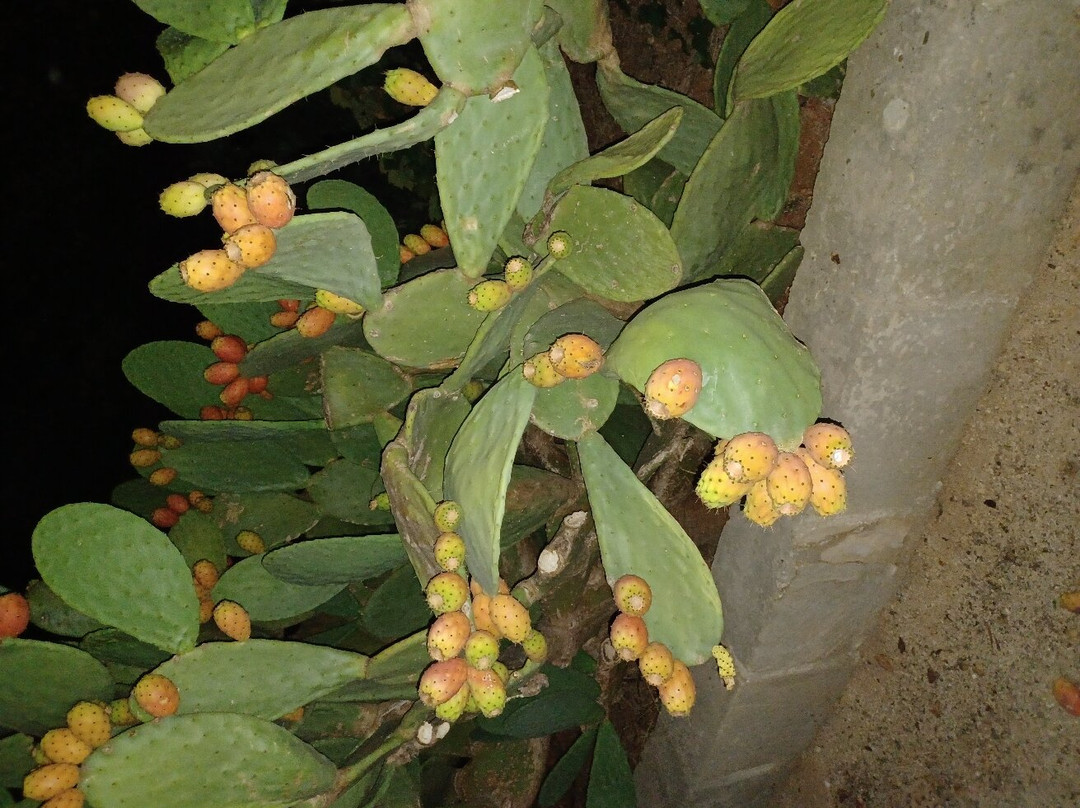 Masseria Stellato主图