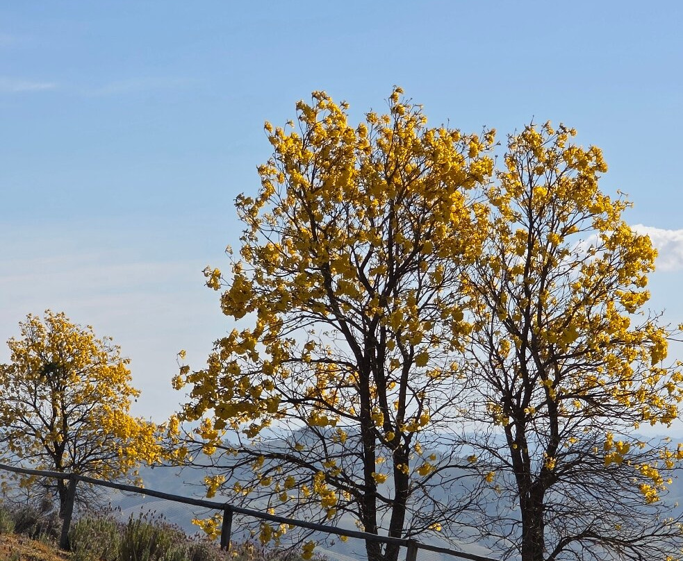 Lavandario-Cunha必去景点